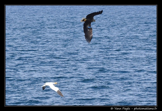 Aigle contre Fou de Bassan