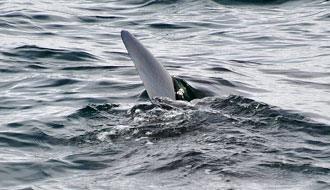 Voir des requins en Ecosse