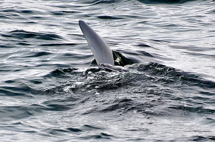 Voir des requins en Ecosse