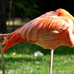 Flamant rose