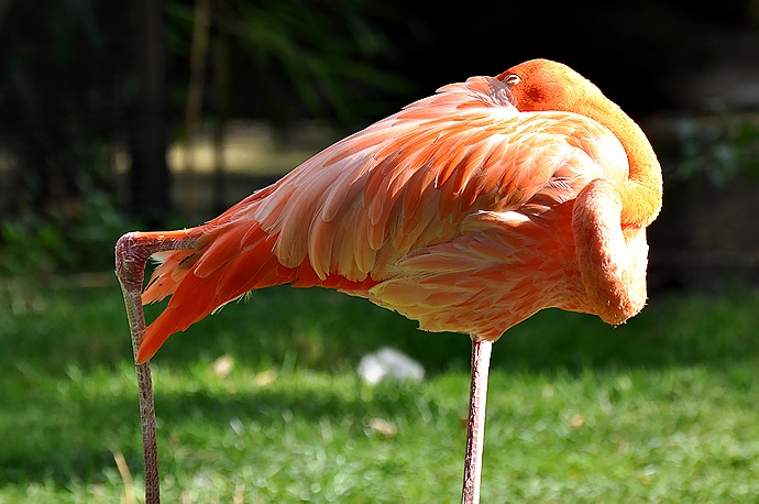 Flamant rose