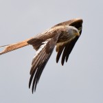 Rapace en vol