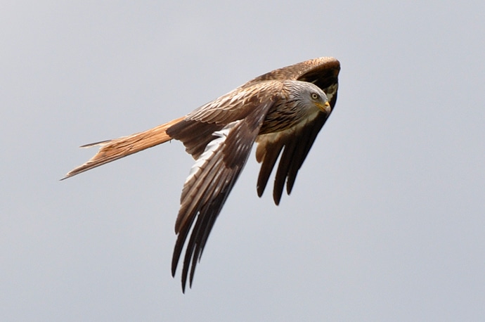 Rapace en vol