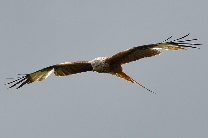 Les rapaces des Pyrénées