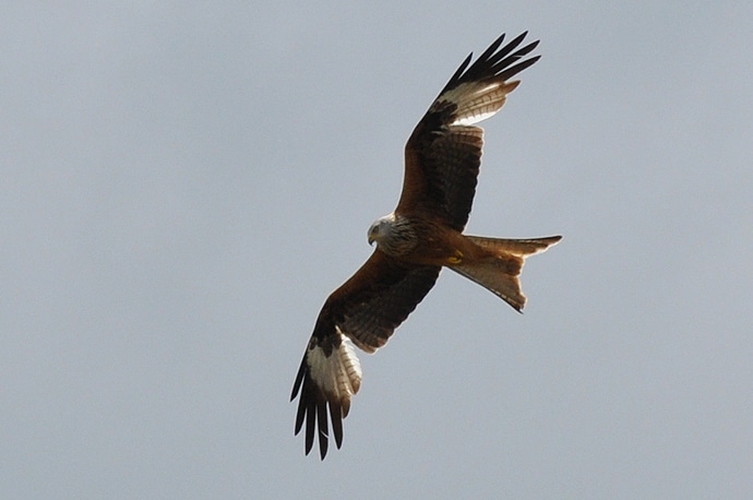 Les rapaces des Pyrénées