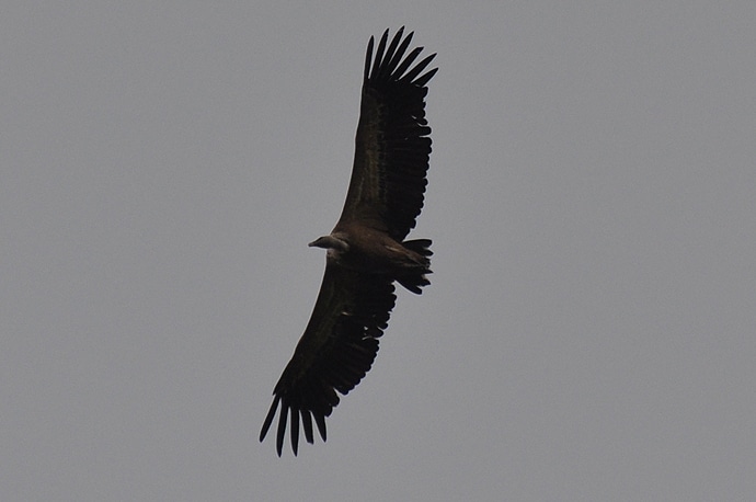 Les rapaces des Pyrénées