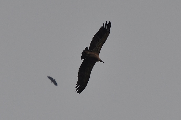 Les rapaces des Pyrénées - vautours