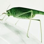 La grande sauterelle verte de Bobigny ;-)