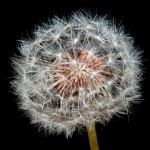 Fleur de pissenlit - Flower of dandelion