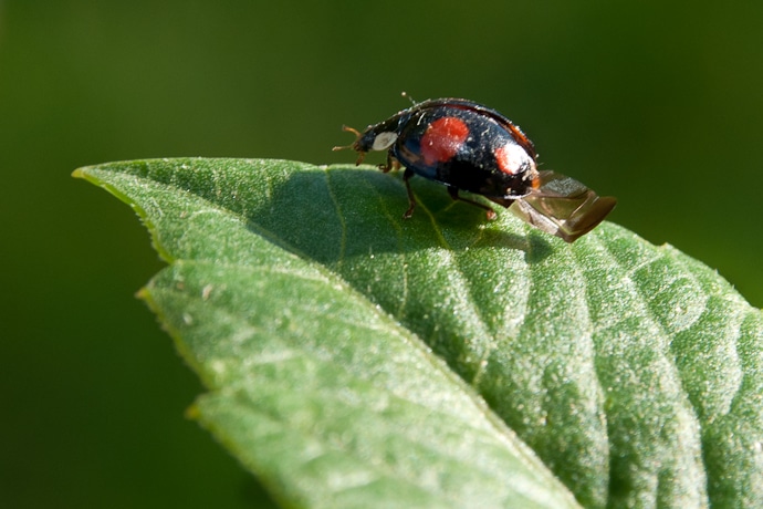 Coccinelle asiatique - Asian Ladybird - Beetles