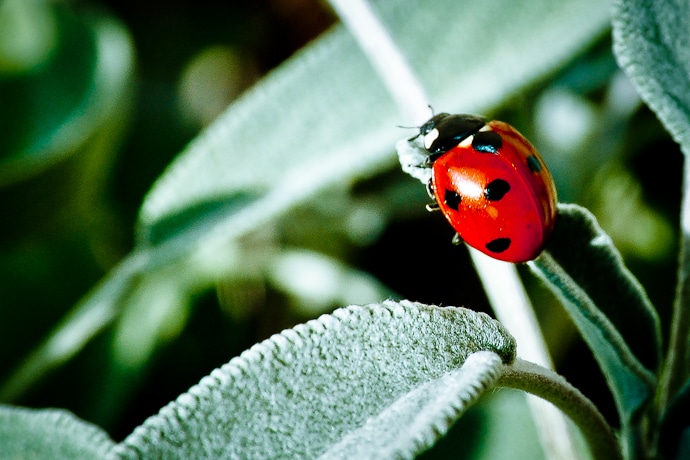 Coccinelle, bêtes à bon Dieu