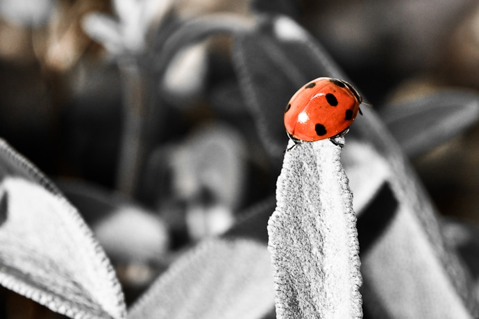 Coccinelle, bêtes à bon Dieu