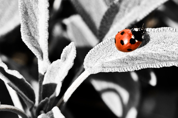 Coccinelles