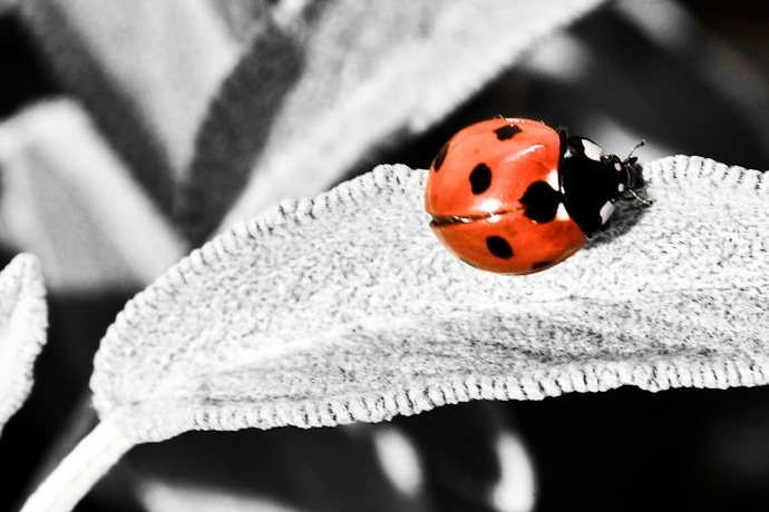 coccinellidés