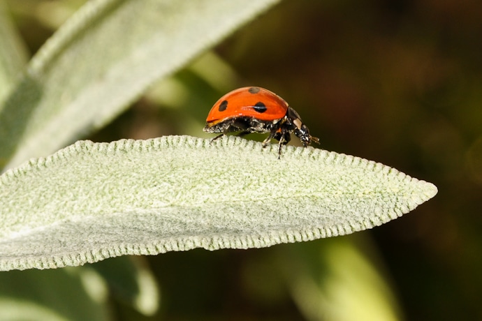 Coccinelle