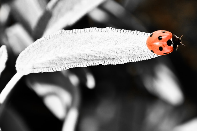 Asian Ladybird