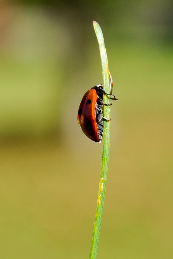 Ladybird