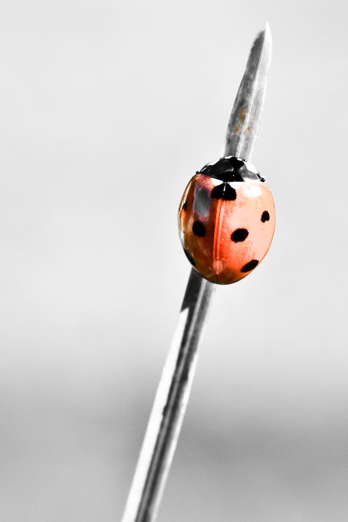 ²Coccinelle, bêtes à bon Dieu