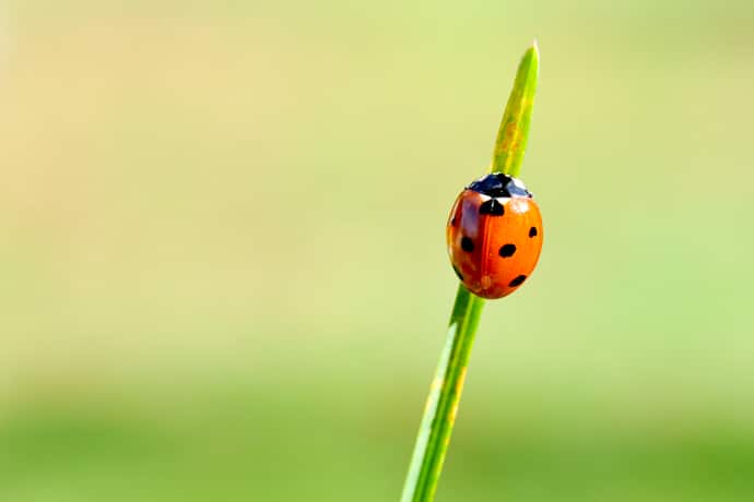 Coccinellidae