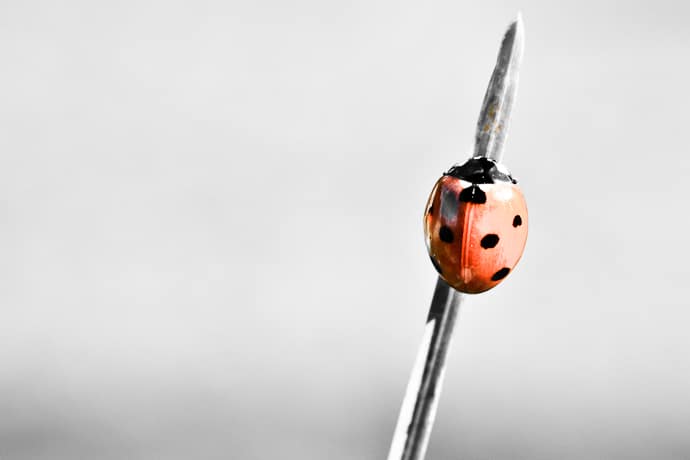 Coccinelle - Coccinelle asiatique - Ladybird - Asian ladybird - Macro monday