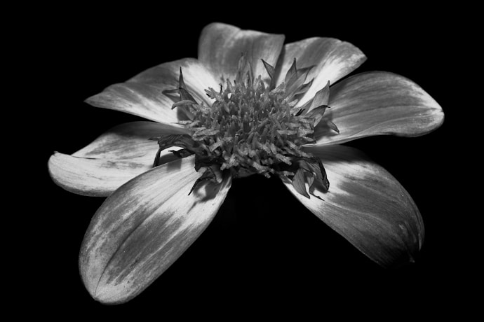 Dahlia en noir et blanc