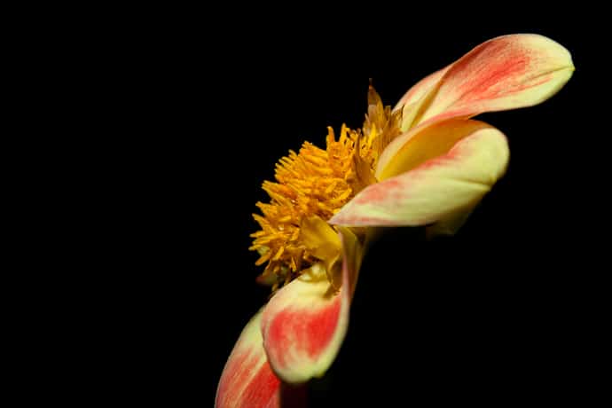une fleur de dahlia