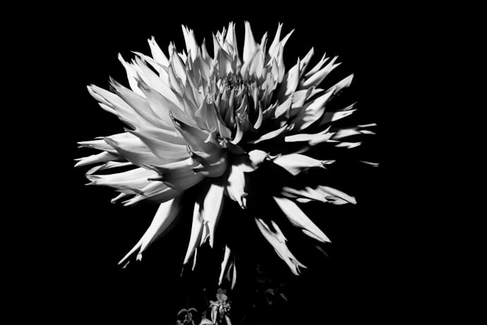 Fleur de dahlia en noir et blanc