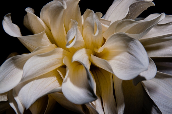 Macro dahlia