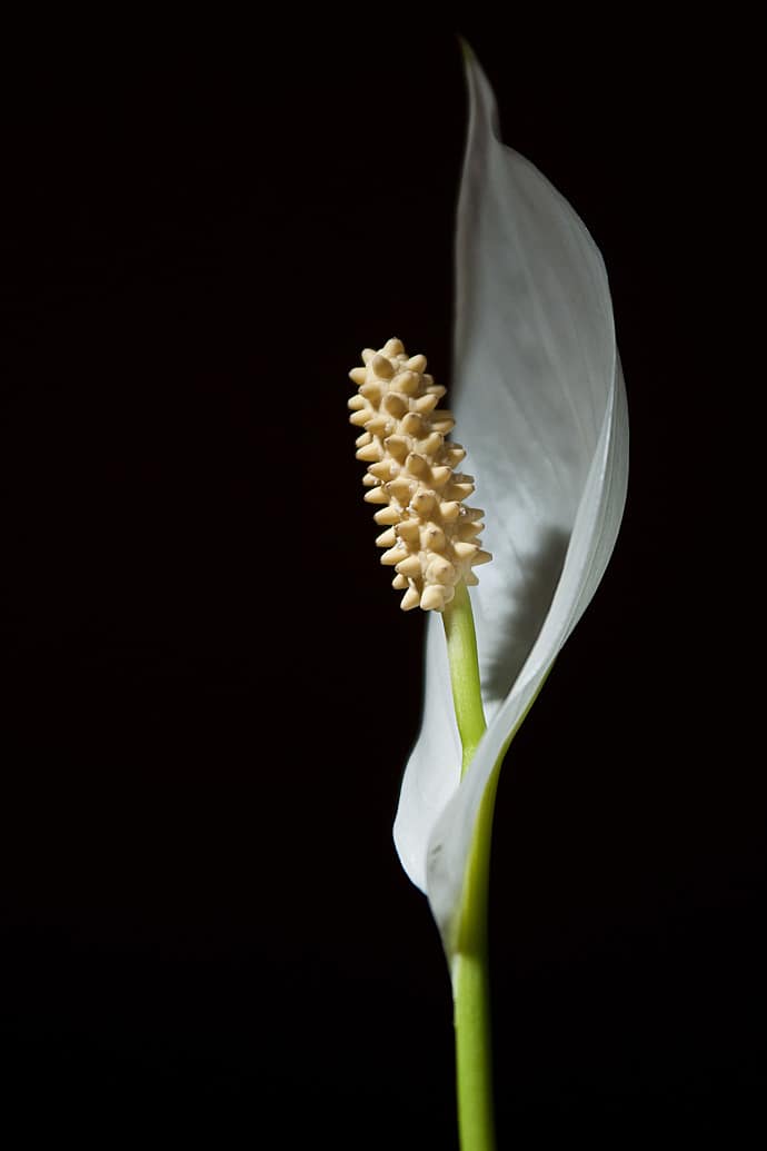 Fleur de lune macro