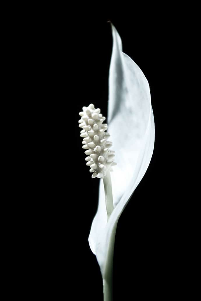 Fleur de lune ou spathiphyllum