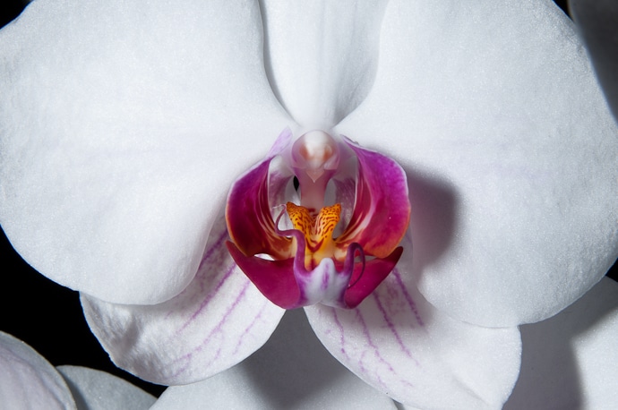 Macro d'une fleur d'orchidée
