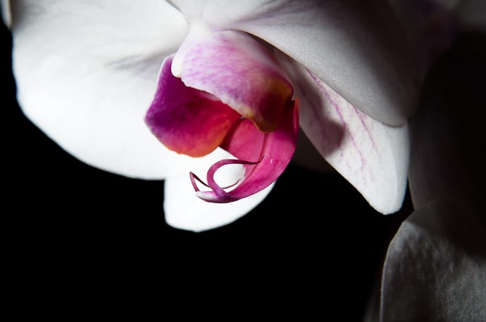 Fleur orchidée macro