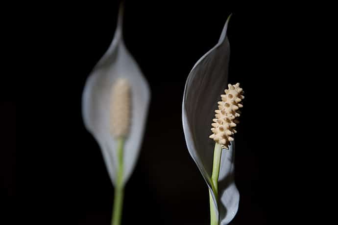 Fleurs de lune