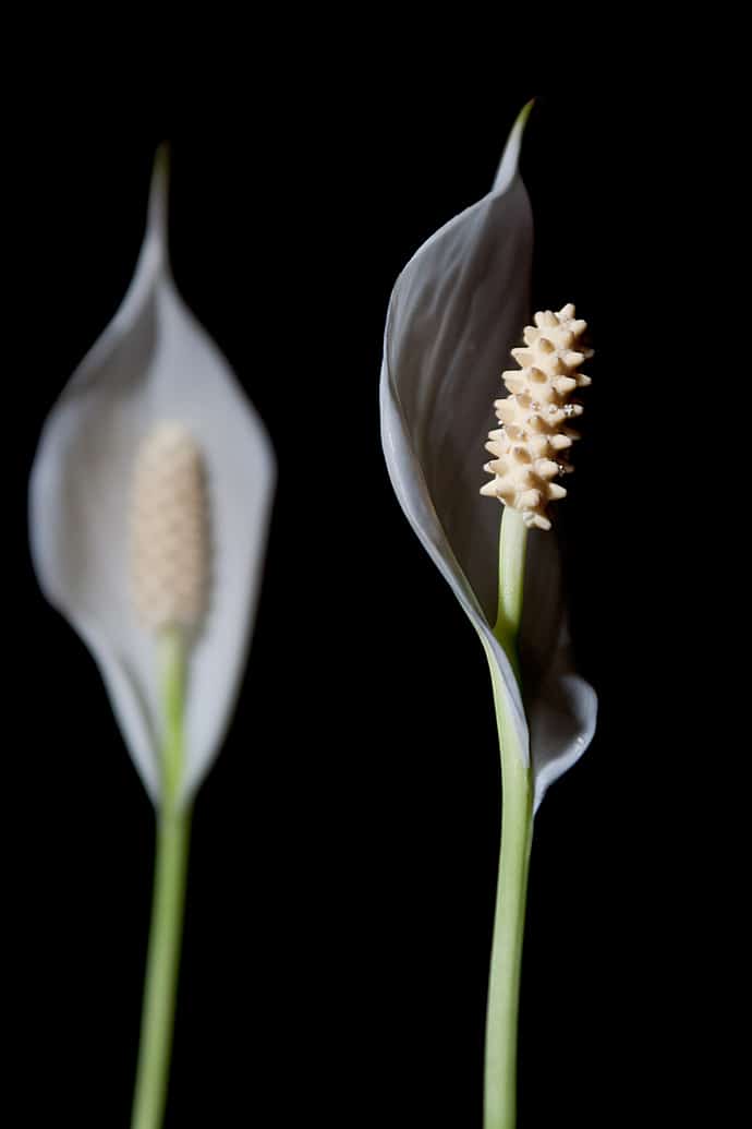 Macro de fleurs de lune