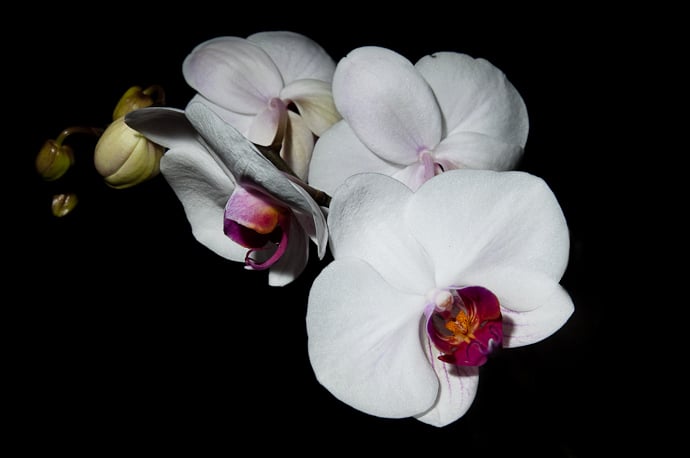 Fleurs orchidées macros