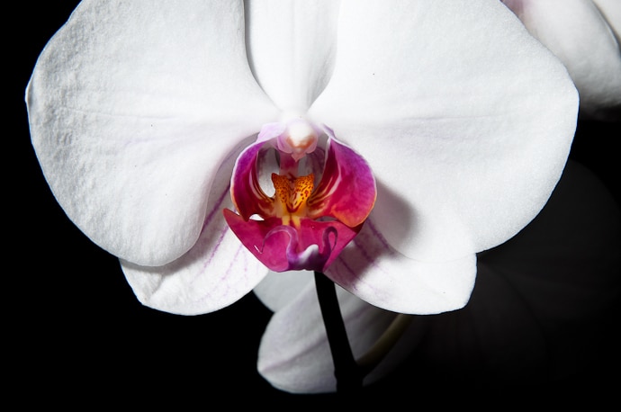 Orchidaceaes macro