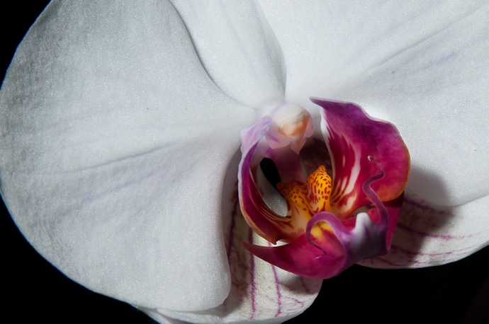 Fleur Orchidaceae