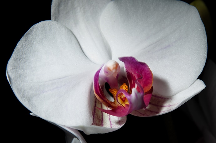 Orchidaceae