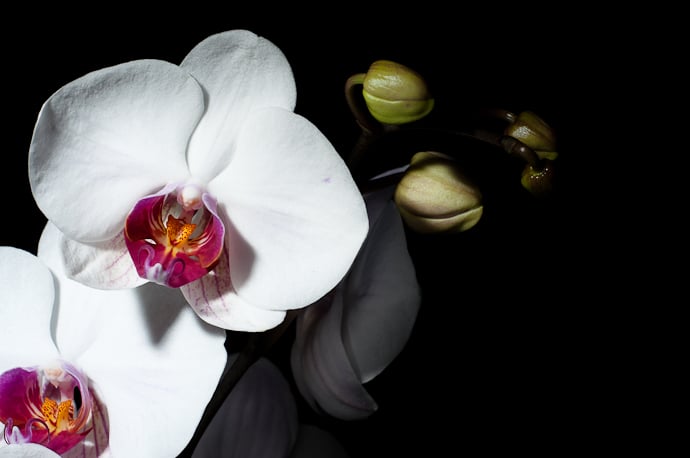 Orchidacée