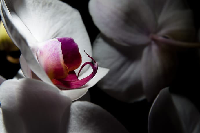 Macro orchidées