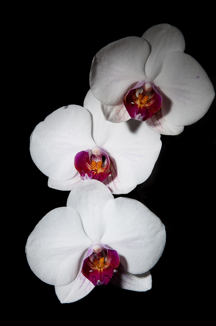Fleurs orchidacées
