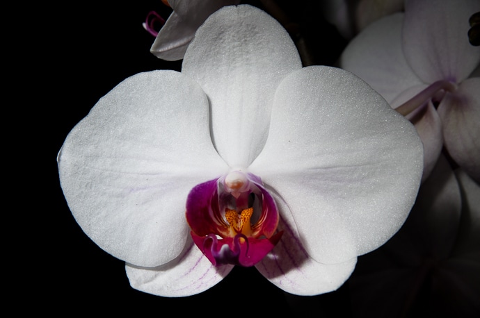 Fleur orchidée