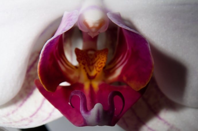 Macro orchidée