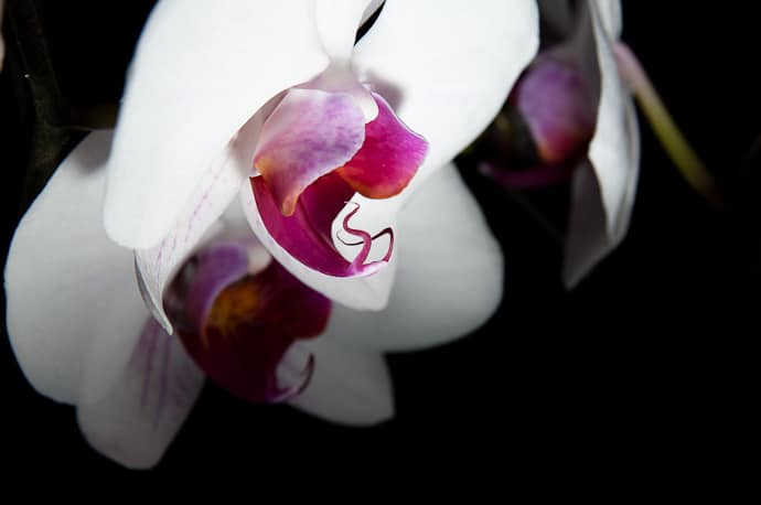 Orchidée low key
