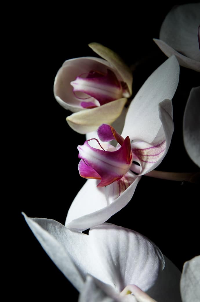 Fleurs orchidées