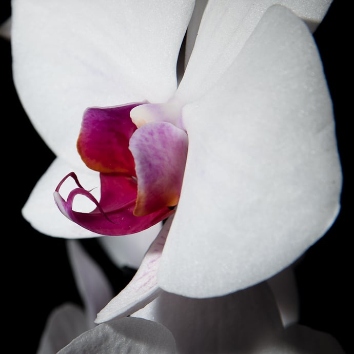 Plante orchidée