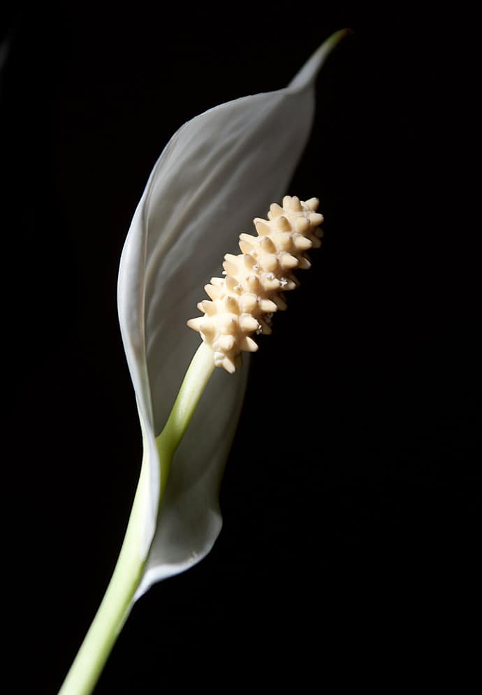 Macro spathiphyllum