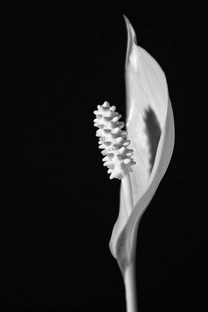 Spathiphyllum hybride