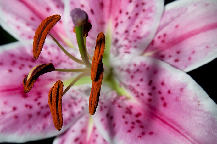 Fleur de Lys