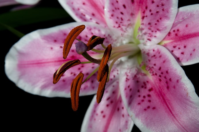 La fleur de lys